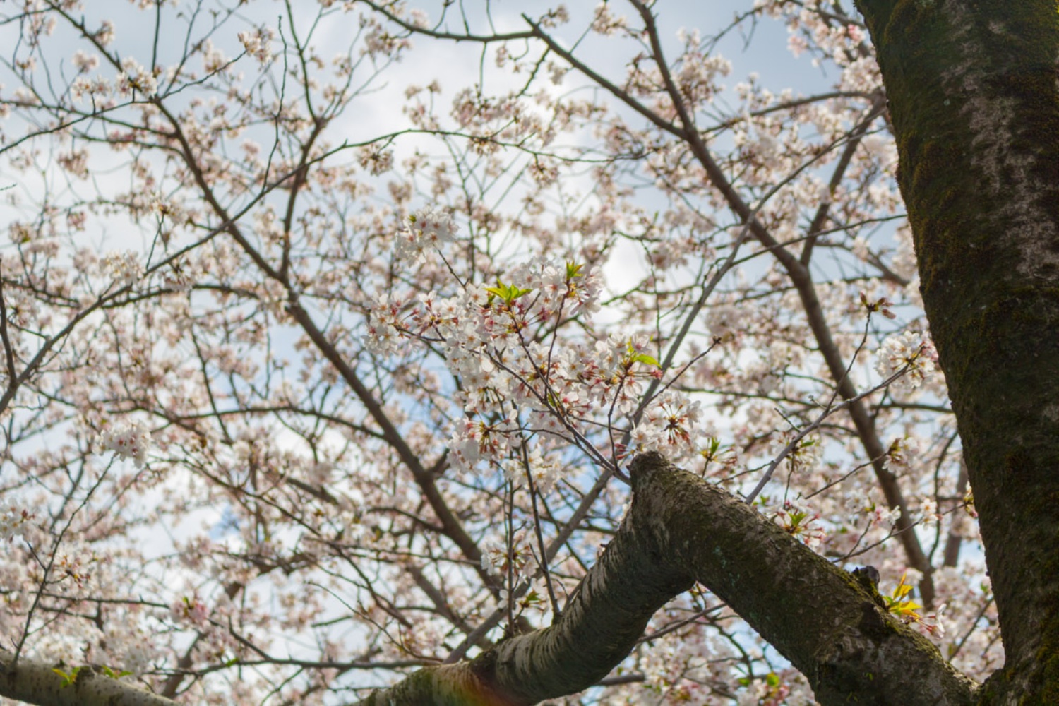 甲突川沿いで満開を迎えた桜